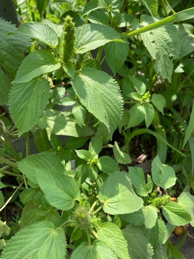 Acalypha setosa leaf