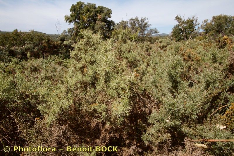 Ulex argenteus habit