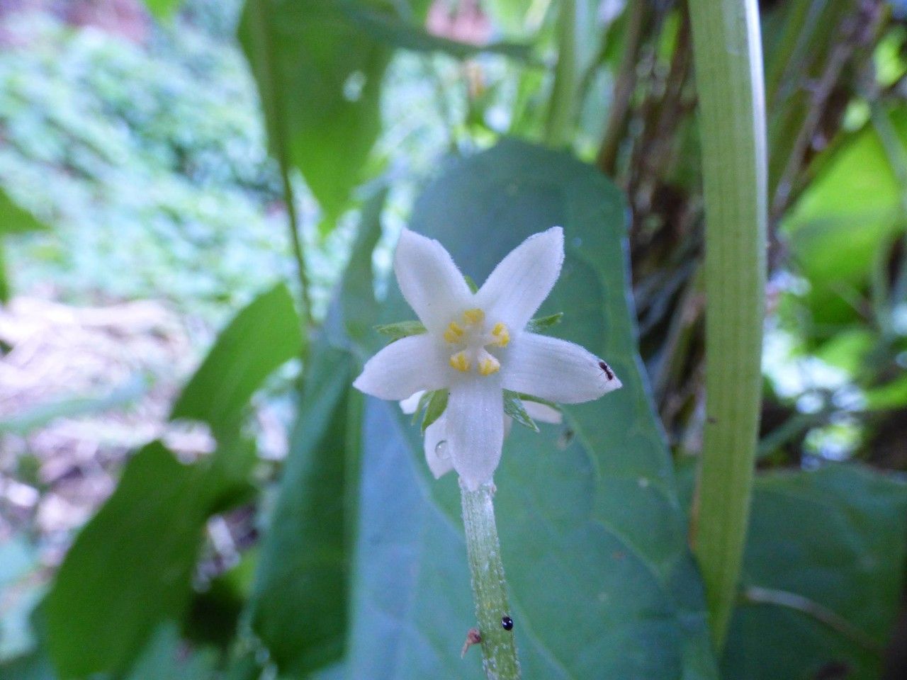 Sechium edule flower
