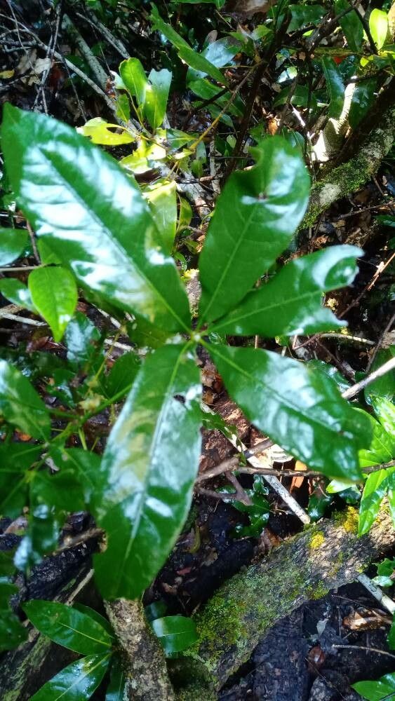 Heritiera actinophylla — related species from the same genus