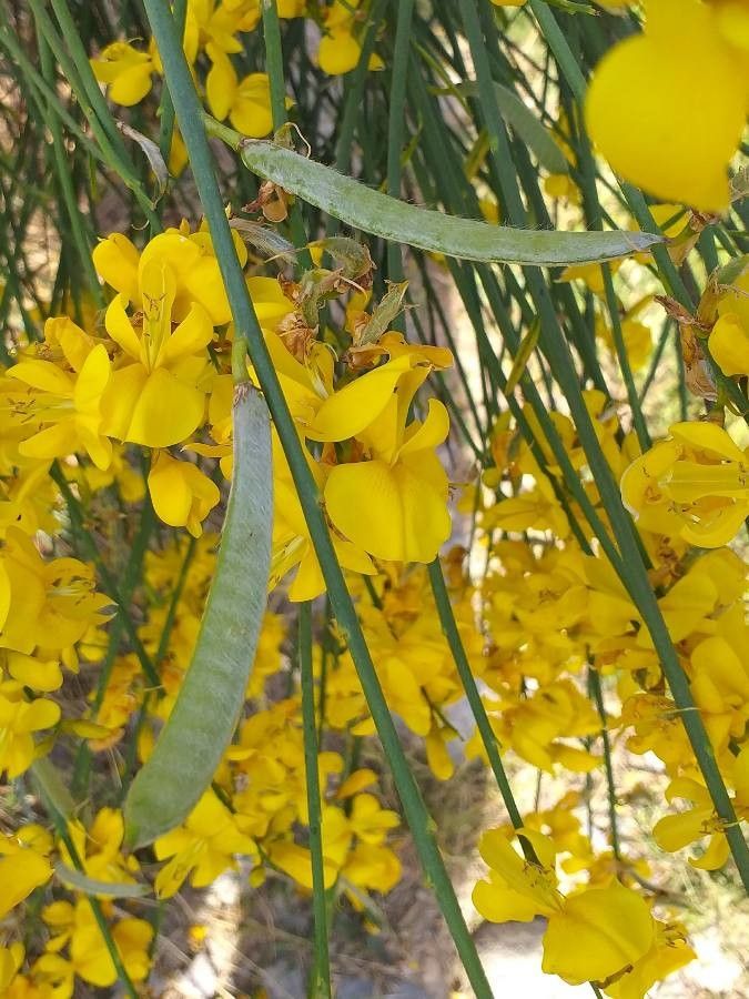 Spartium junceum fruit