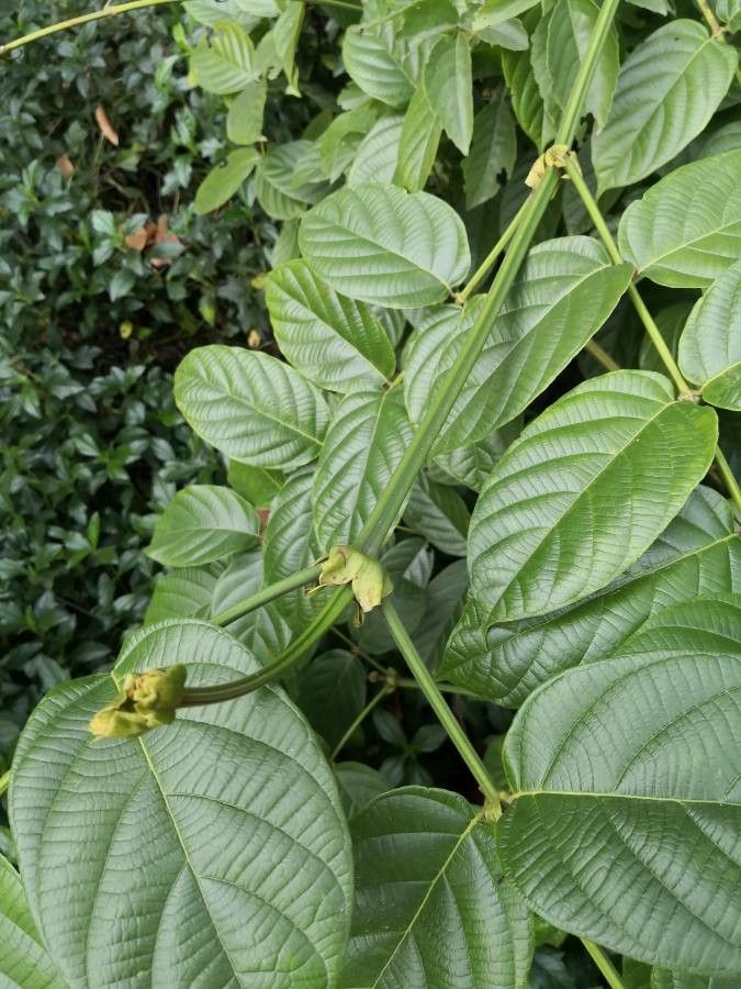 Uncaria macrophylla leaf