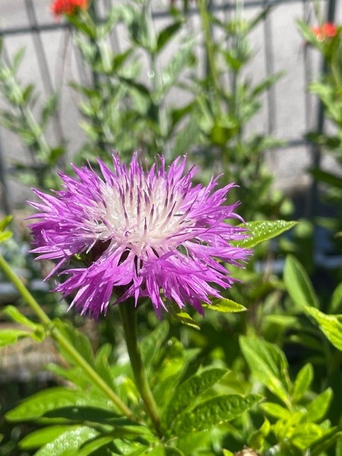 Psephellus dealbatus flower