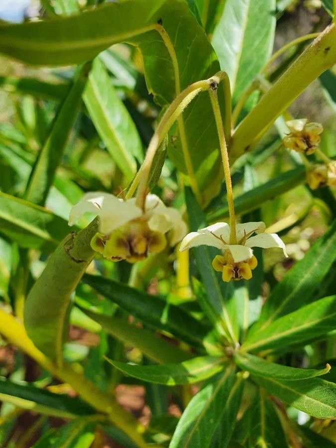 Gomphocarpus semilunatus — houseplant care guide