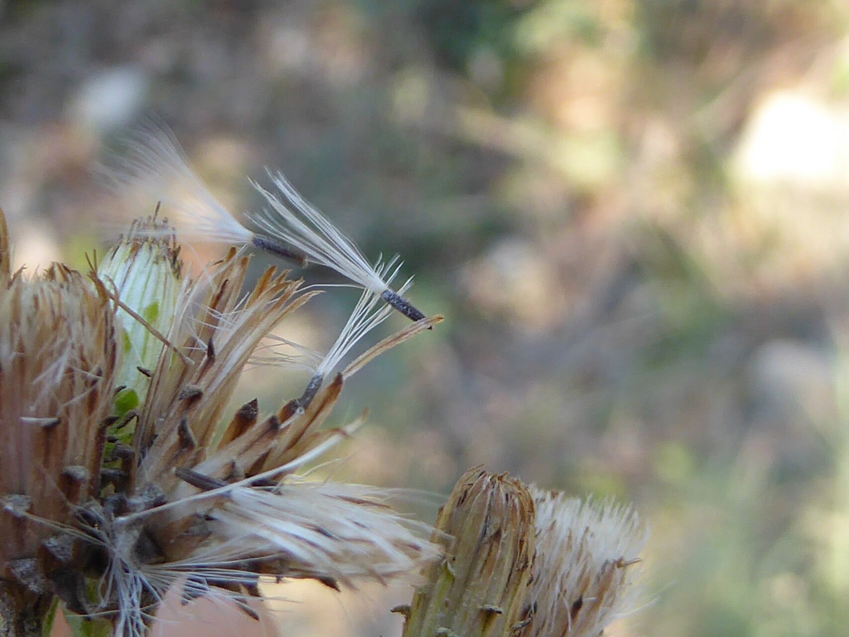 Pentanema squarrosum fruit