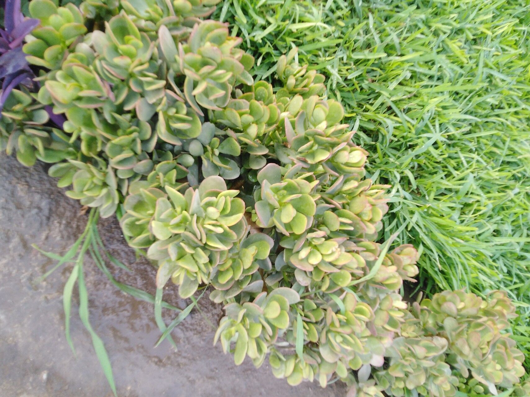 Sedum oregonense — houseplant care guide