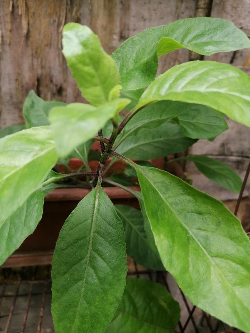 Gynura procumbens flower