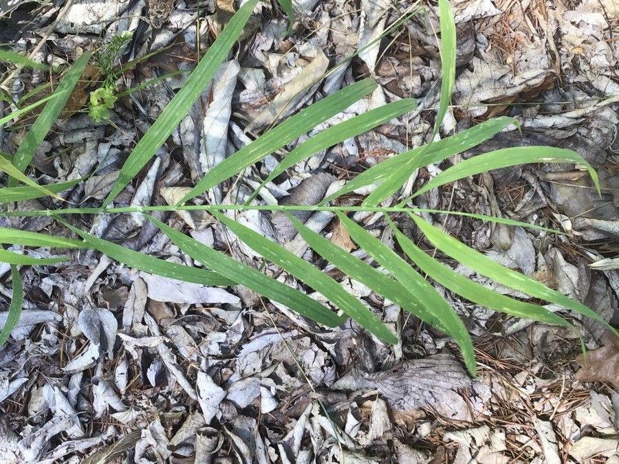 Melica altissima leaf