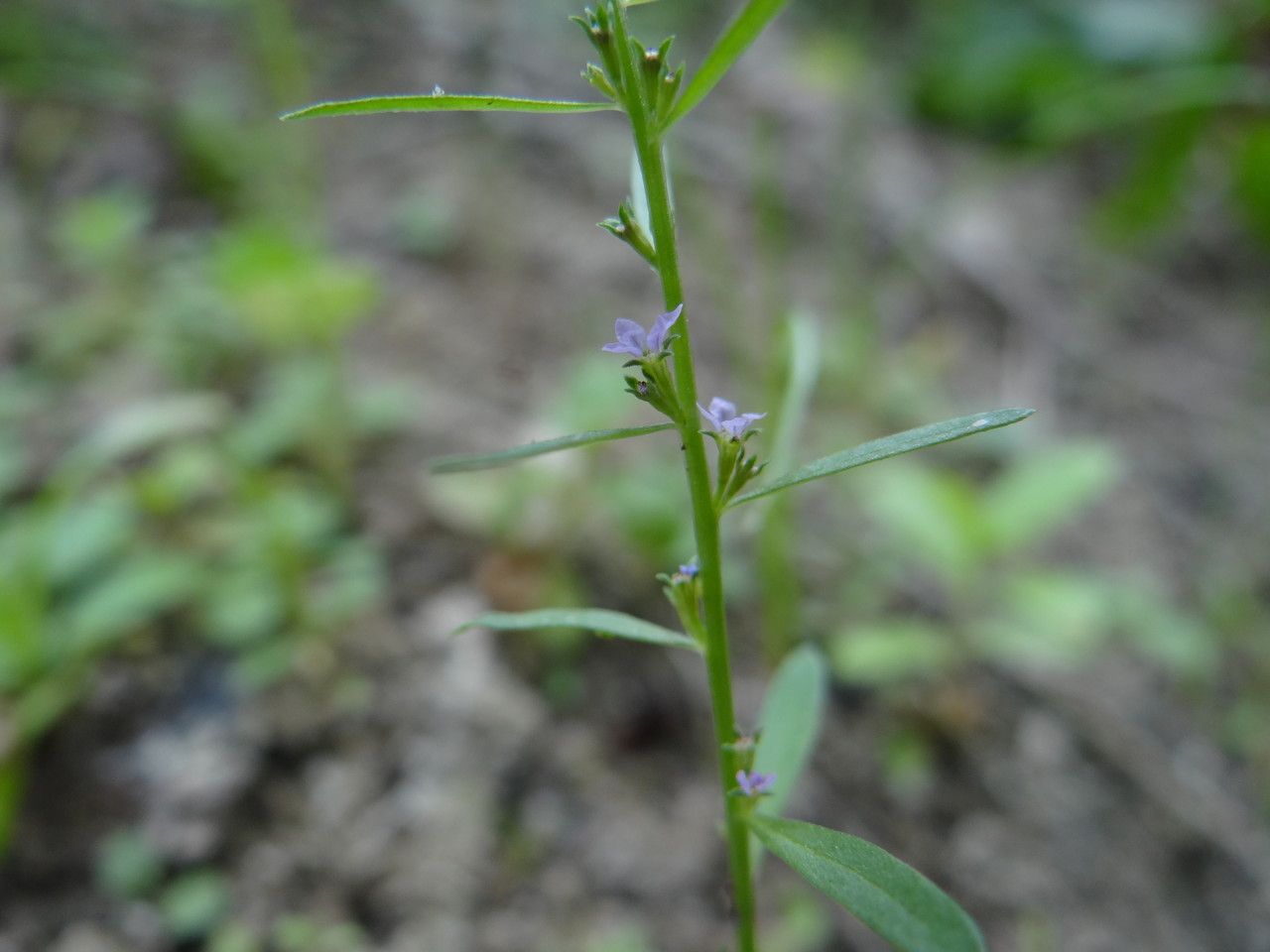 Lythrum thesioides habit