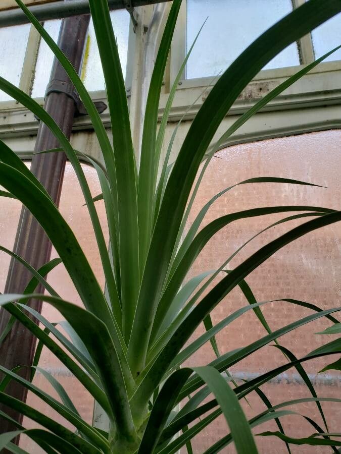 Pterospermum acerifolium leaf