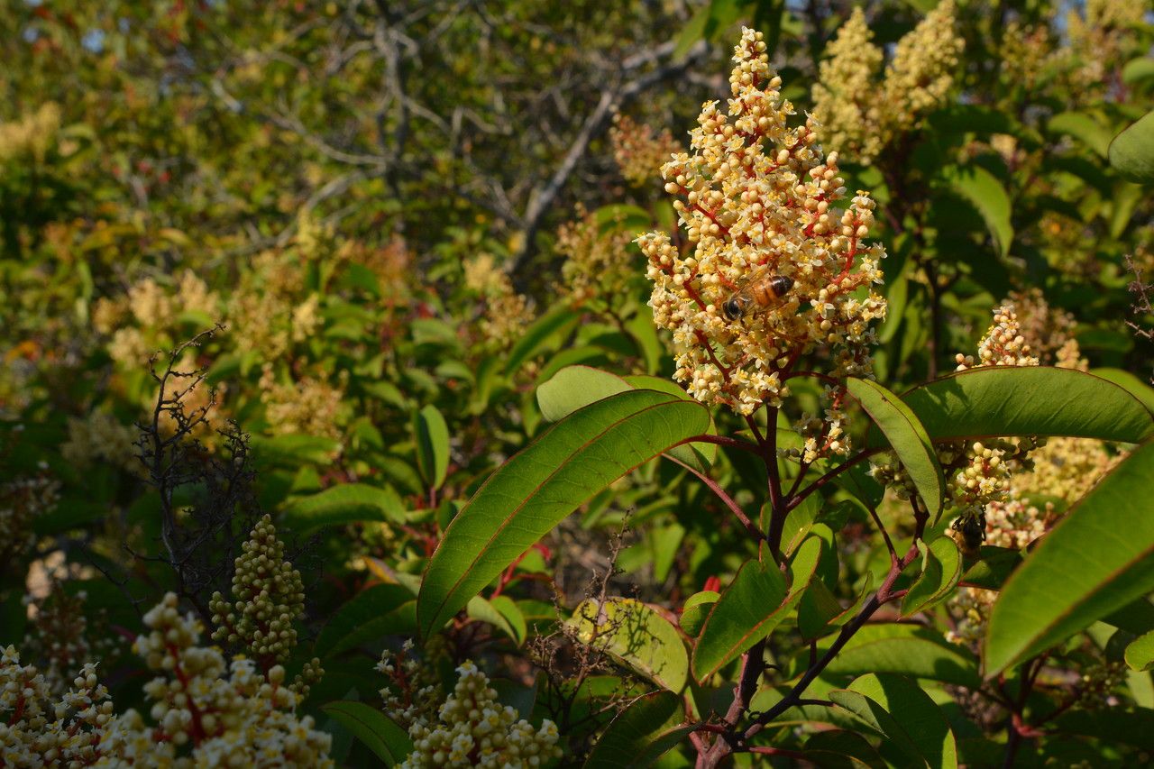 Malosma laurina leaf