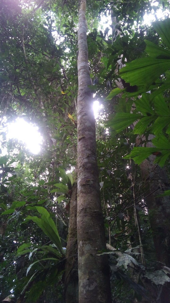 Gironniera subaequalis habit