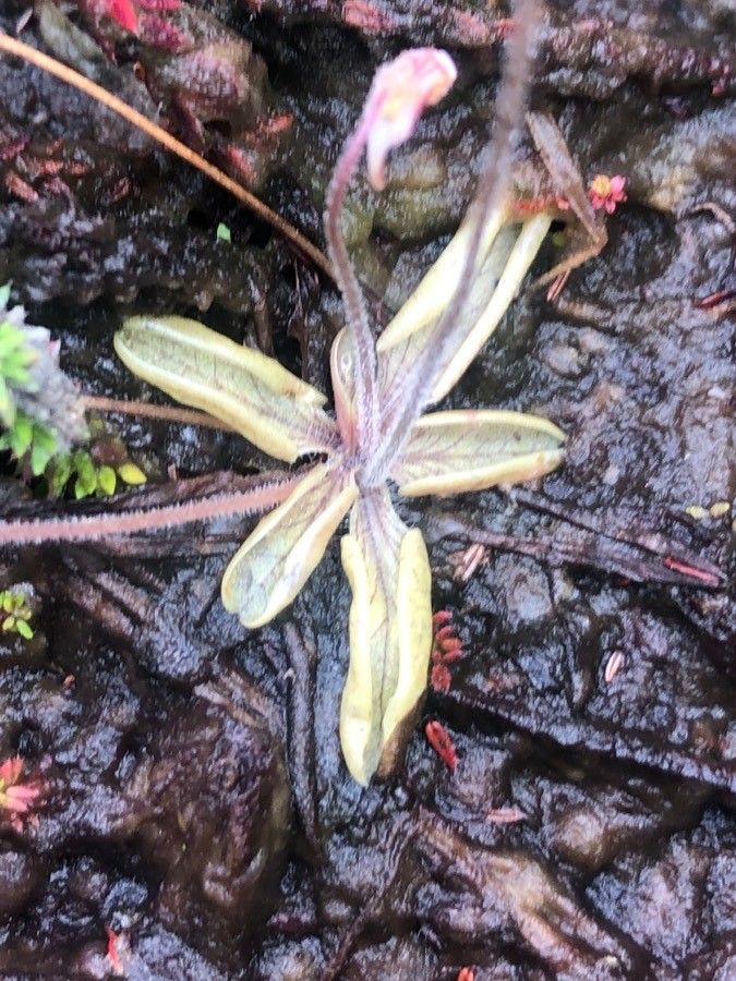Pinguicula lusitanica — search result for 'Ireland'