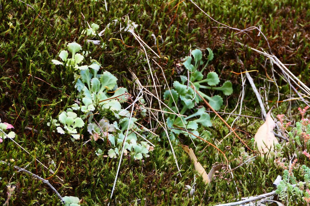 Saxifraga spathularis habit