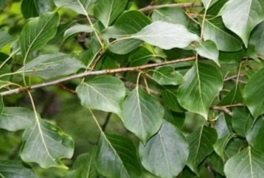 Prunus simonii — search result for 'France'