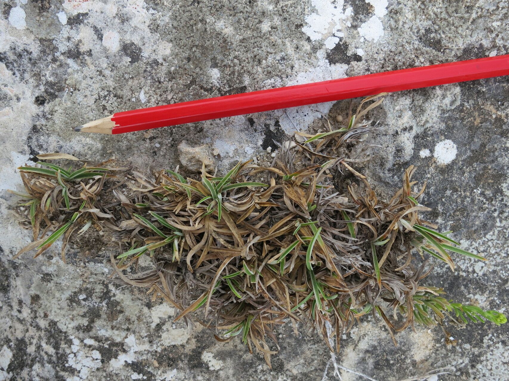 Chrysopogon humbertianus habit