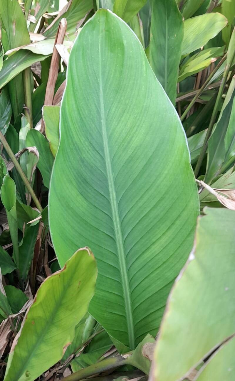 Alpinia mutica — search result for 'Alpinia'