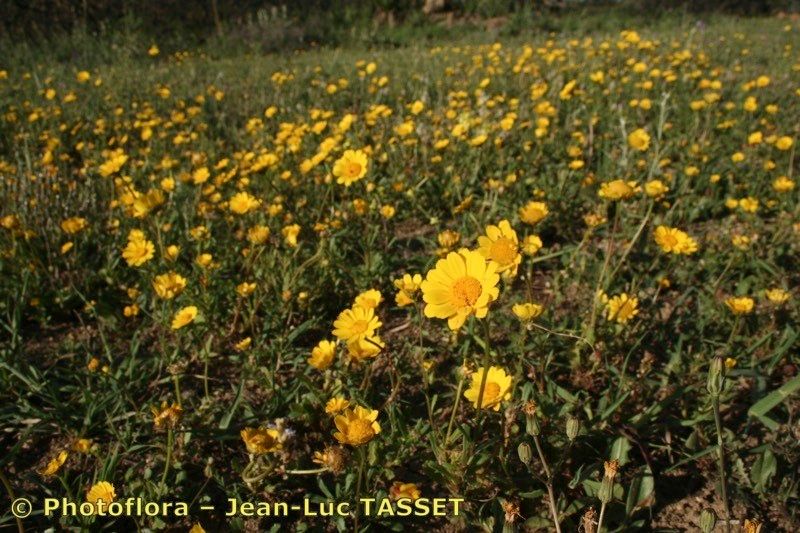 Coleostephus paludosus habit
