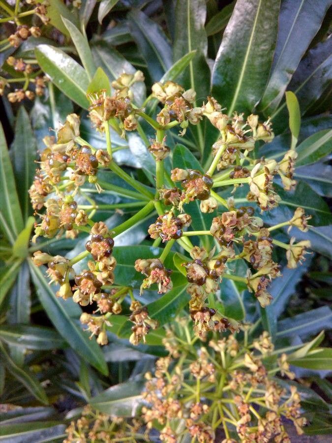 Euphorbia stygiana fruit