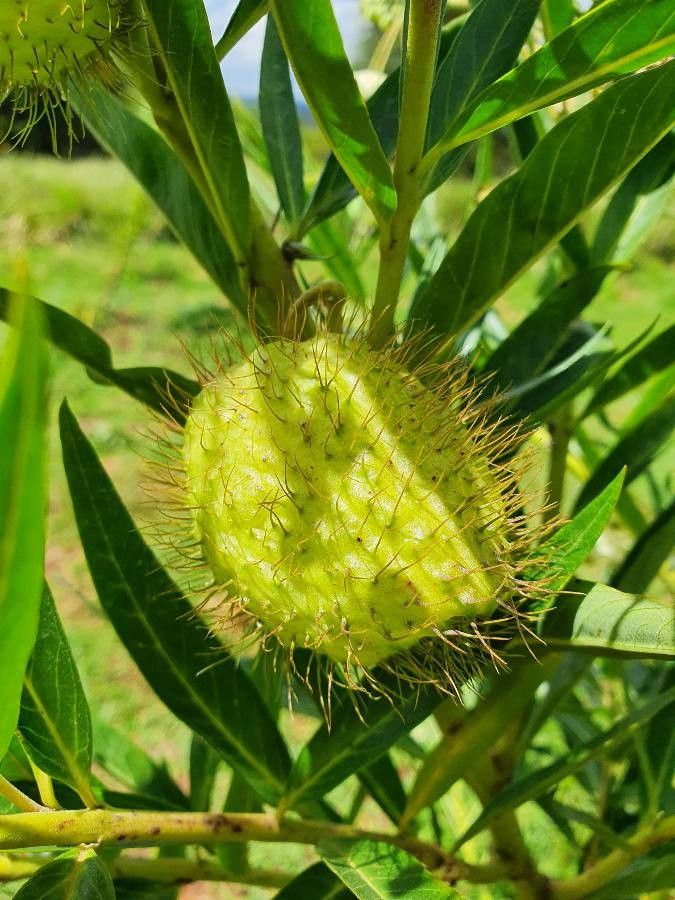Gomphocarpus semilunatus fruit