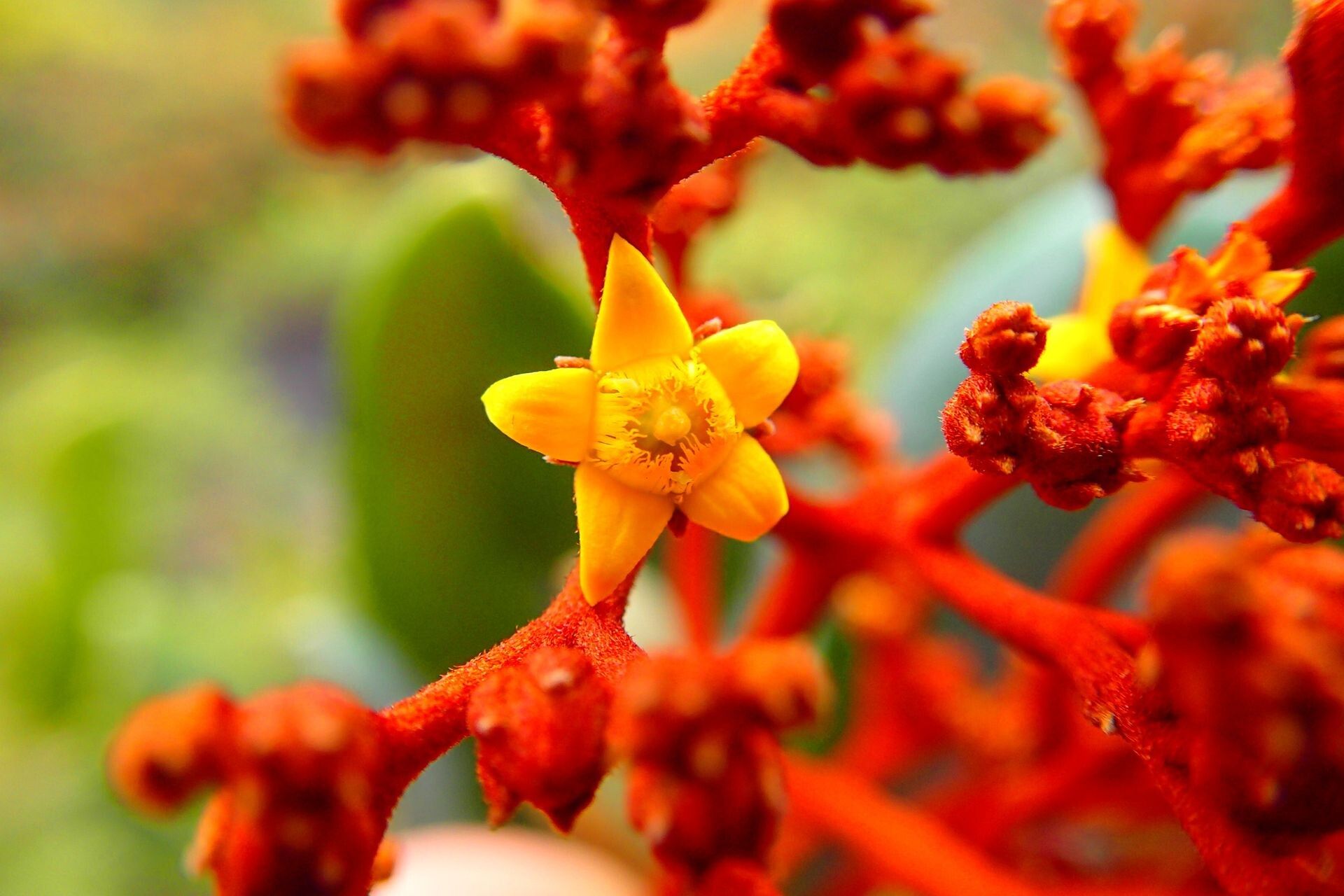 Argophyllum ellipticum flower