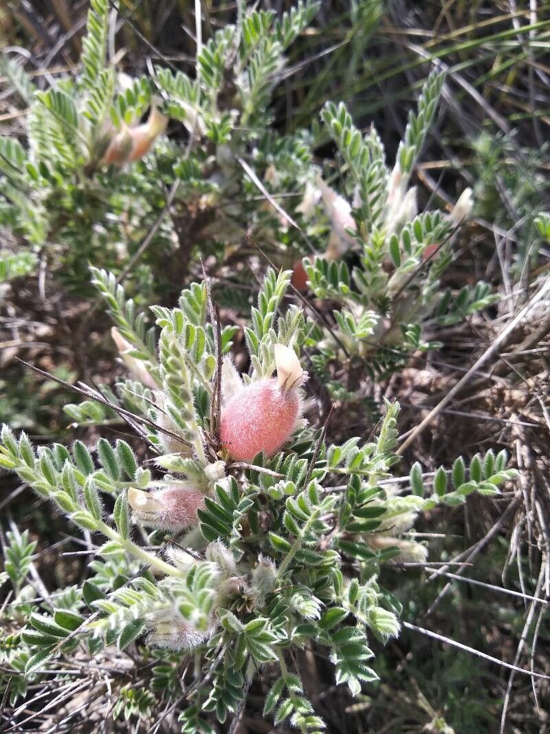 Astragalus clusianus flower