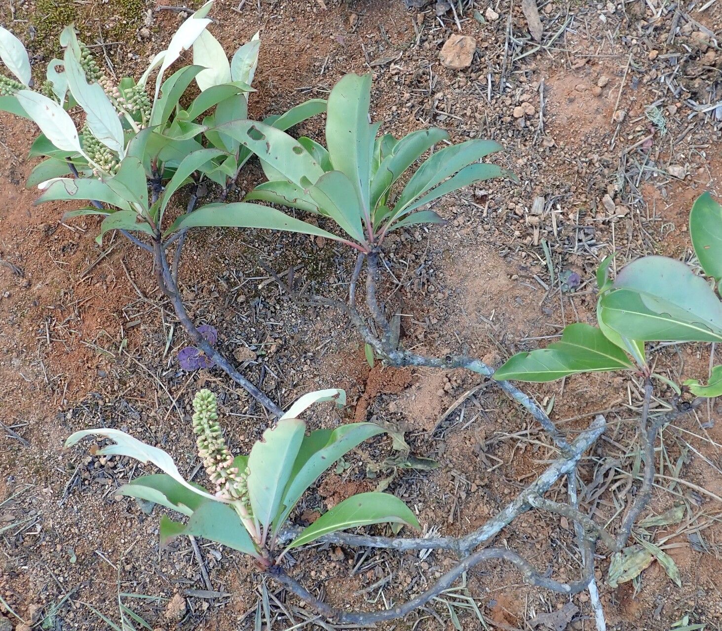 Hymenodictyon biafranum habit