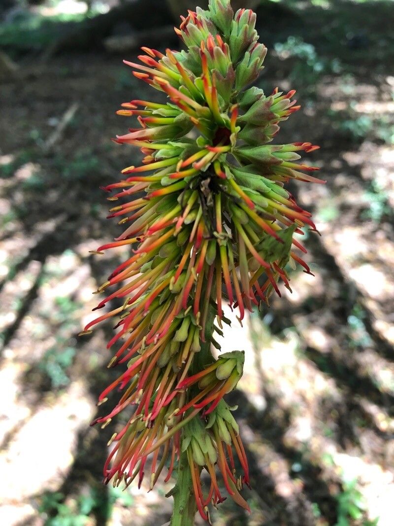 Acrocarpus fraxinifolius flower