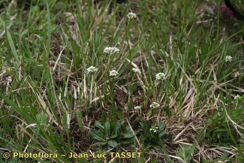 Arabis allionii habit