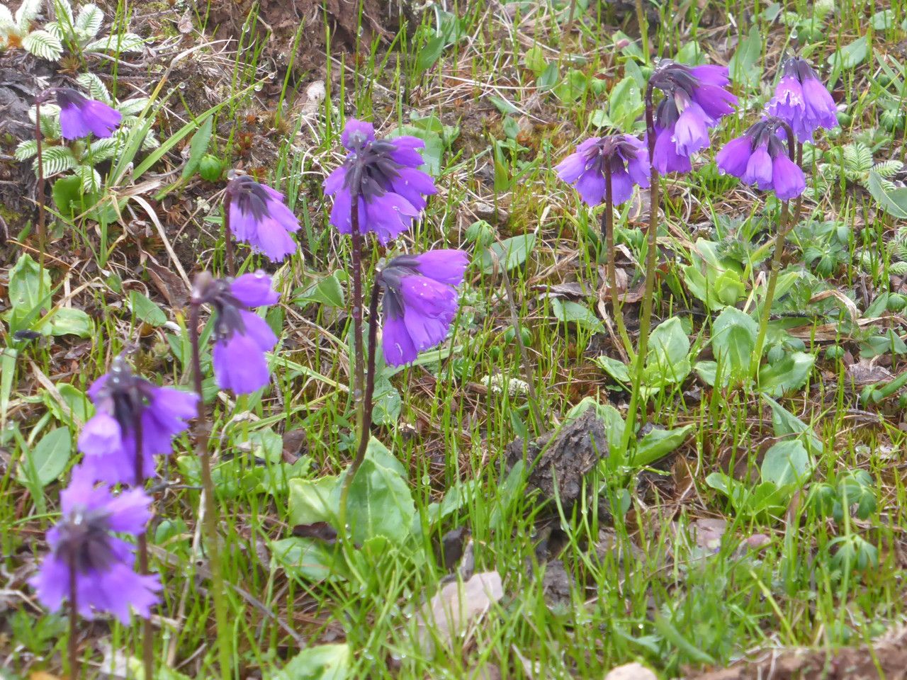 Primula amethystina flower