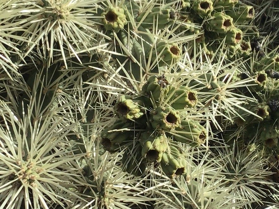 Cylindropuntia tunicata fruit
