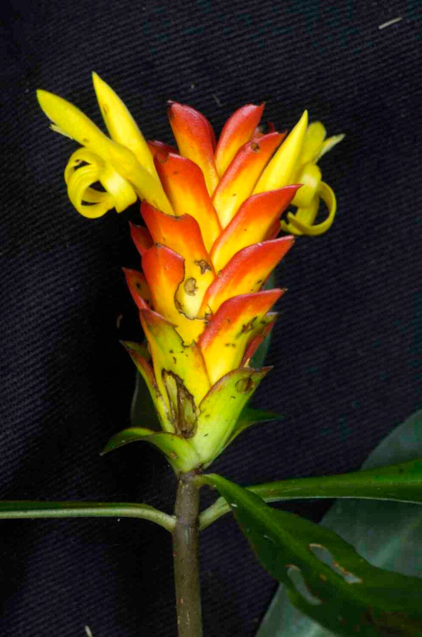 Aphelandra paulensis flower