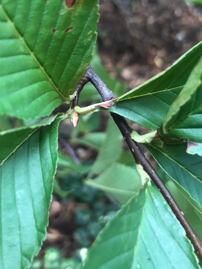Sorbus aronioides other