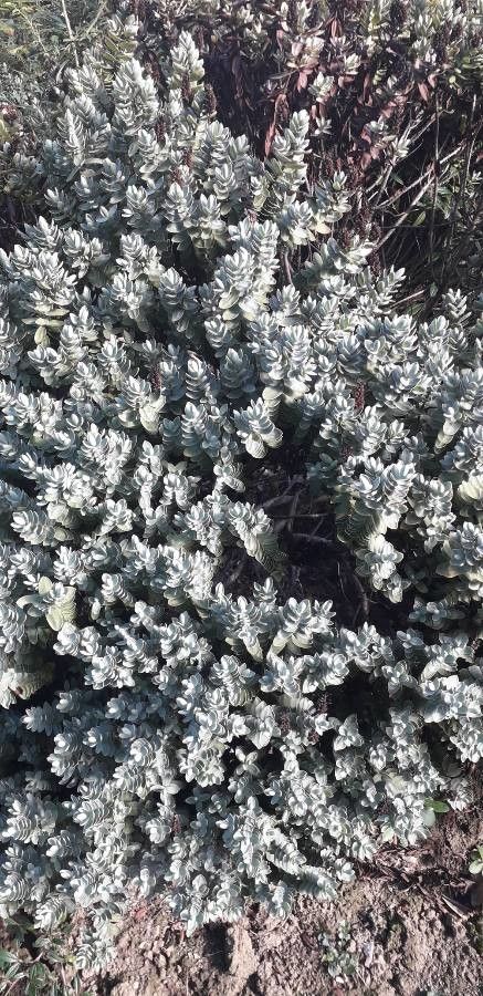 Santolina pectinata leaf