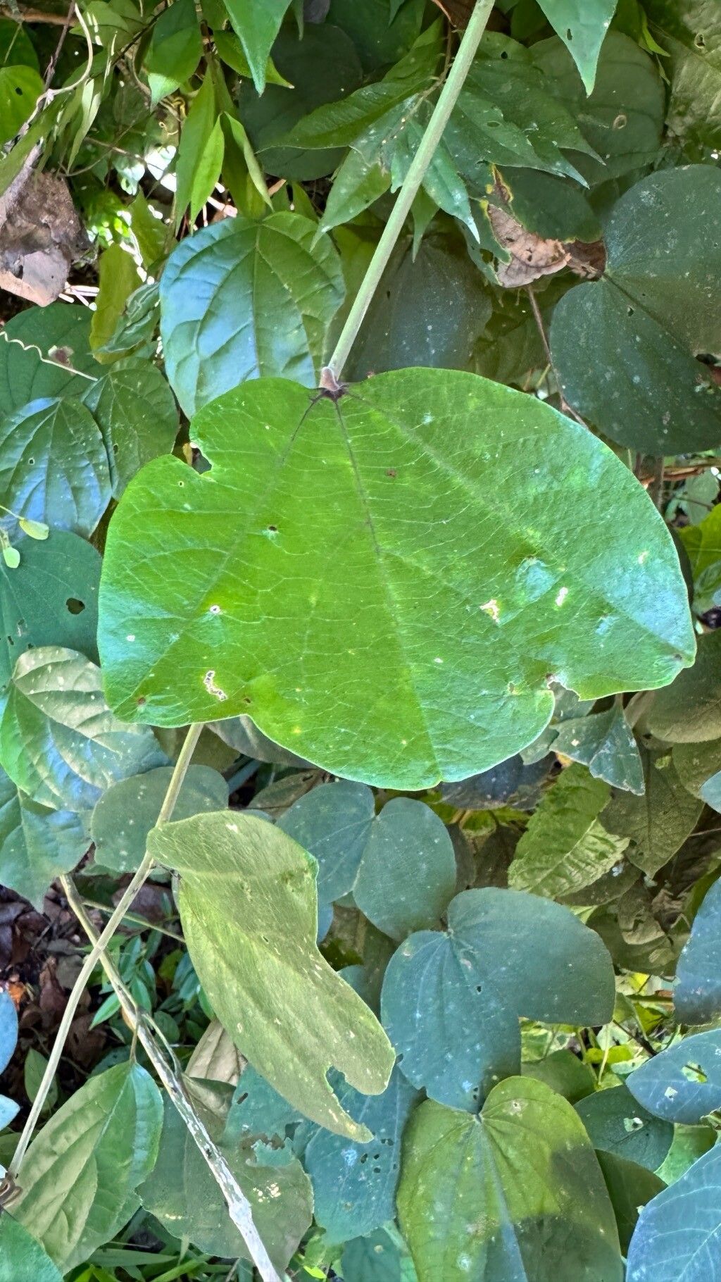 Passiflora candollei — houseplant care guide