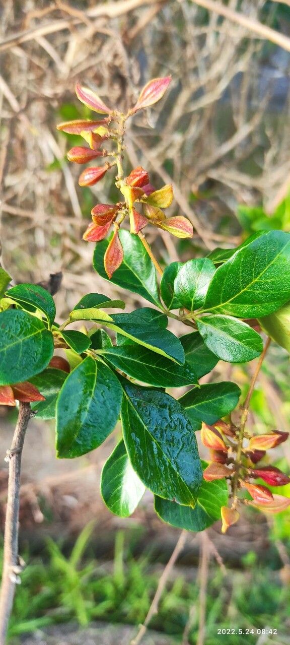 Paullinia trigonia — search result for 'Paullinia'