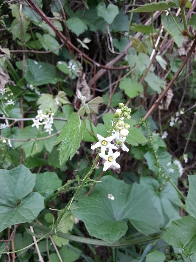 Marah fabacea flower