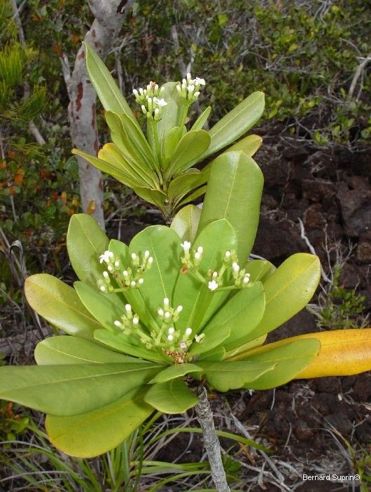 Rauvolfia sevenetii habit