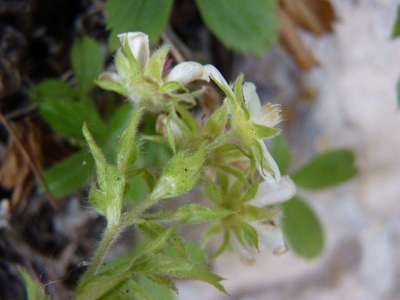 Potentilla caulescens flower