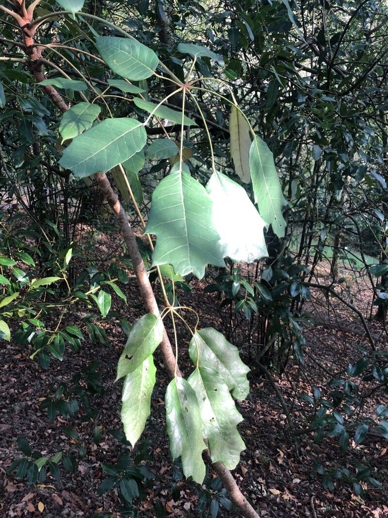 Heptapleurum delavayi leaf