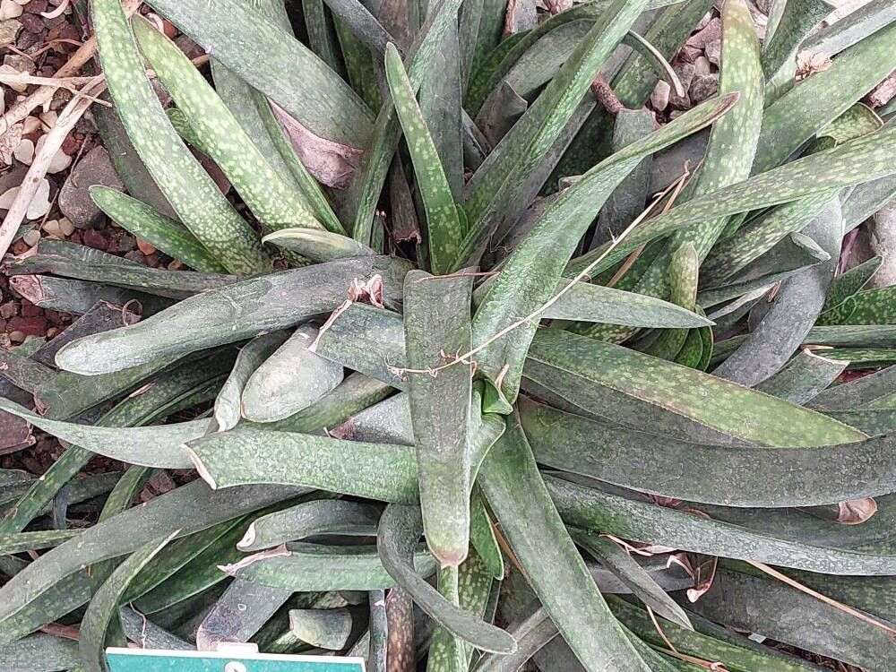 × Gasteraloe derbetzei — houseplant care guide