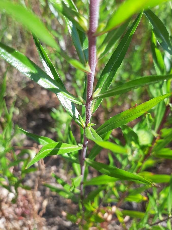 Collomia grandiflora bark