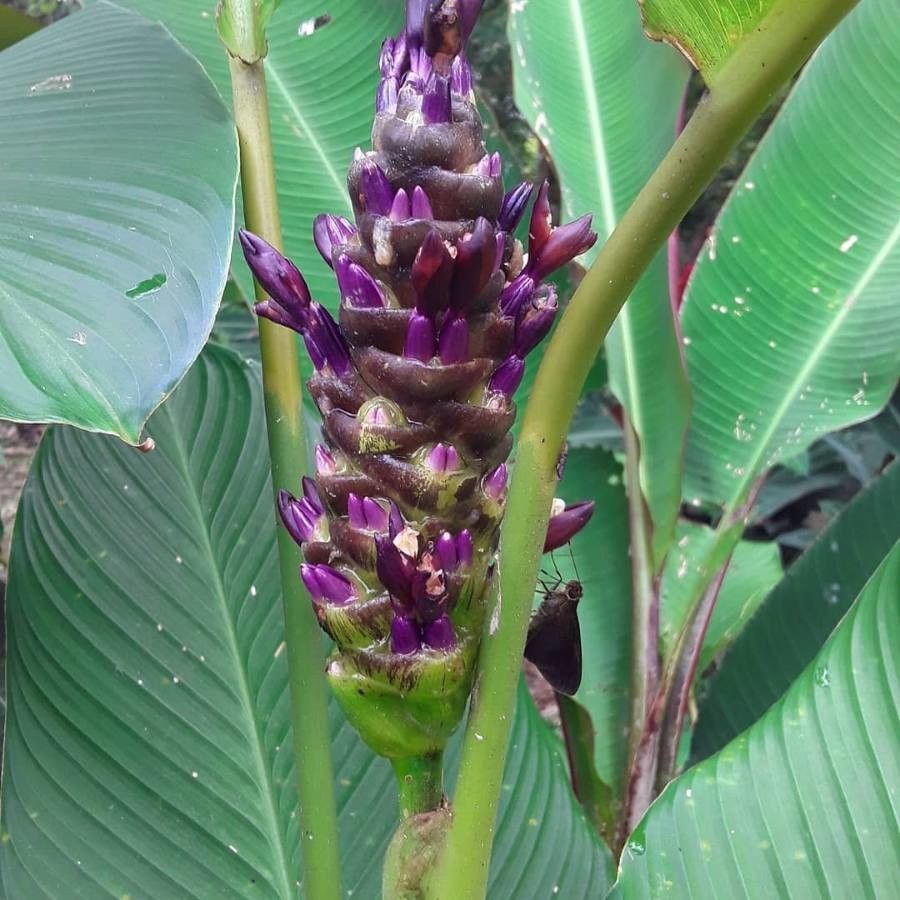 Goeppertia latifolia flower