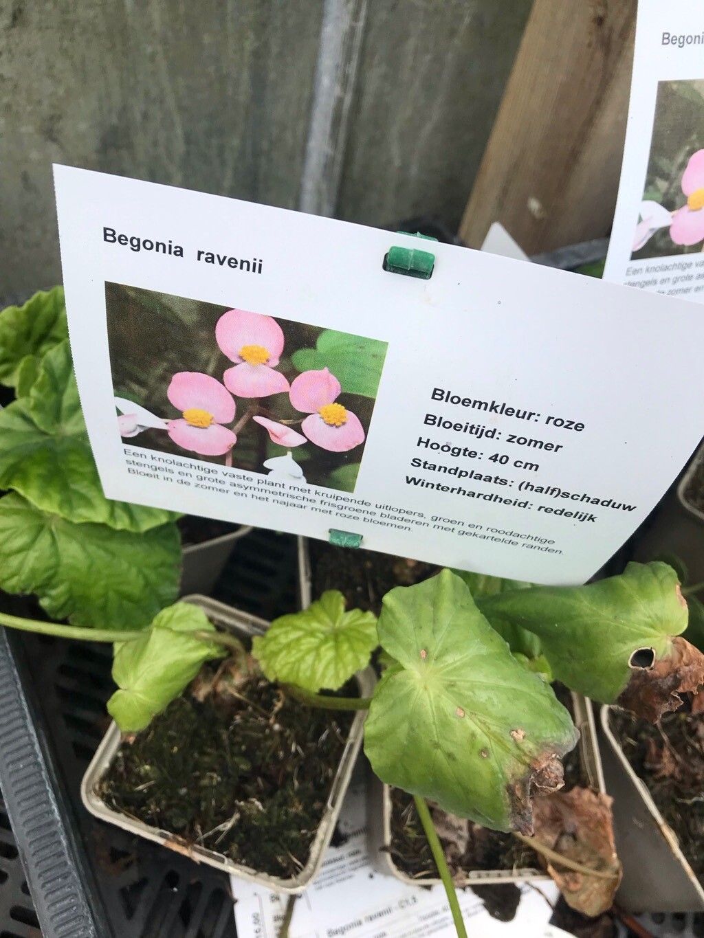 Begonia ravenii flower