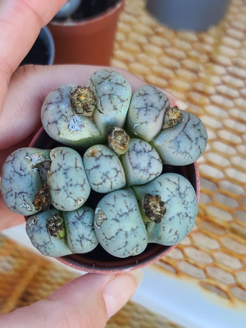 Lithops werneri — search result for 'Lithops'