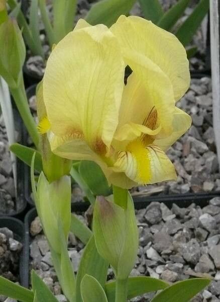 Iris schachtii — houseplant care guide