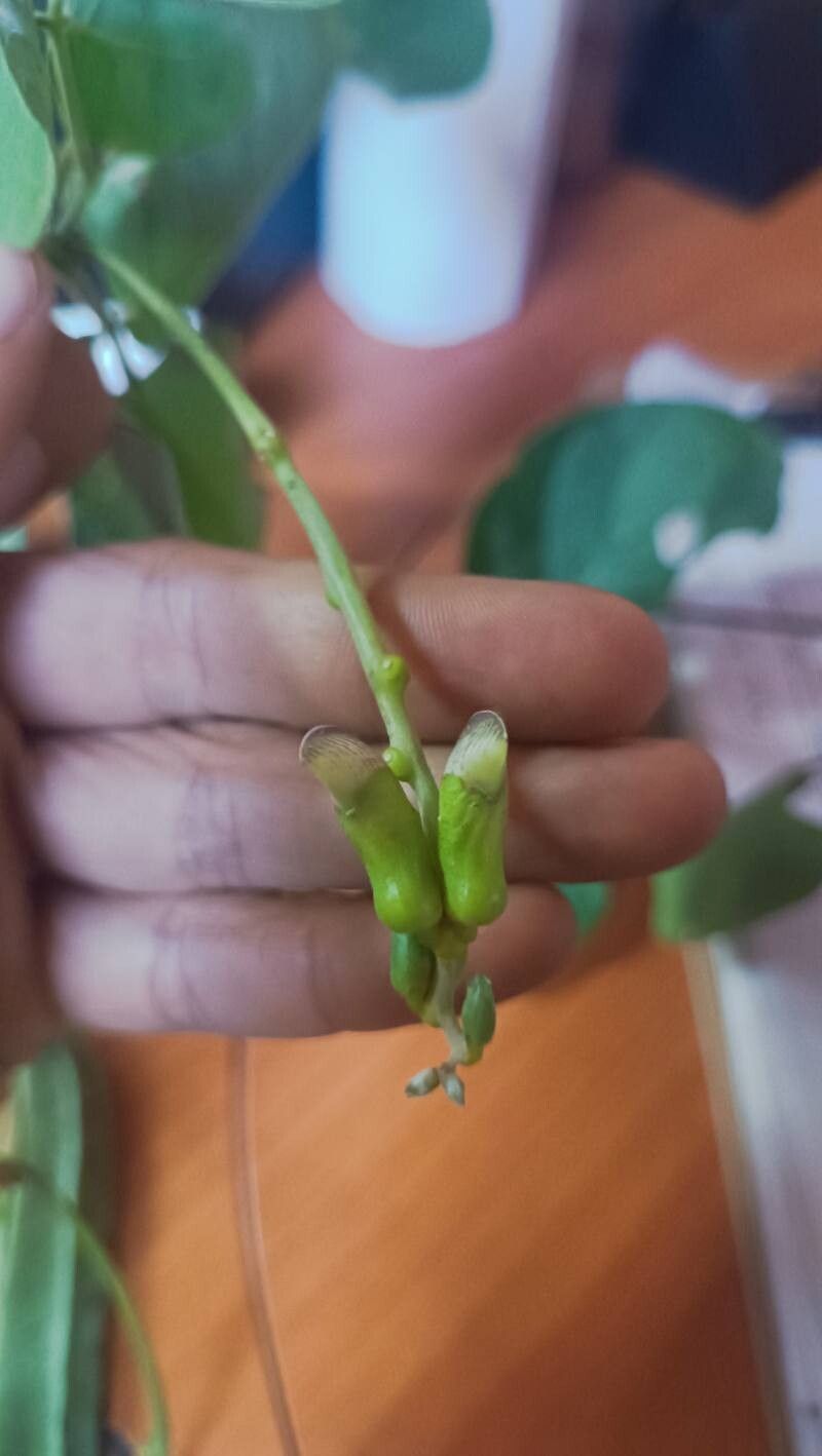 Canavalia llanorum flower