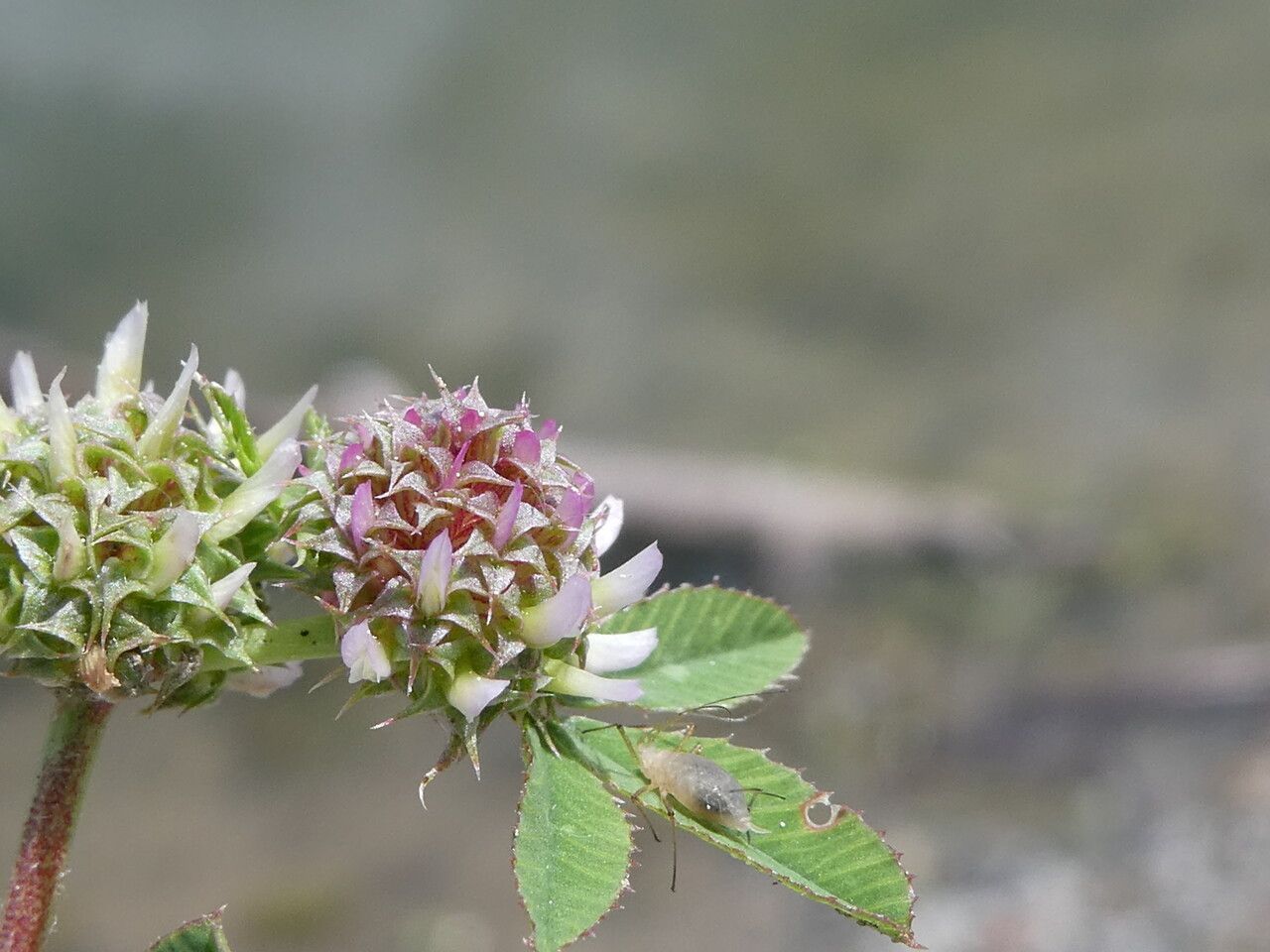 Trifolium glomeratum flower