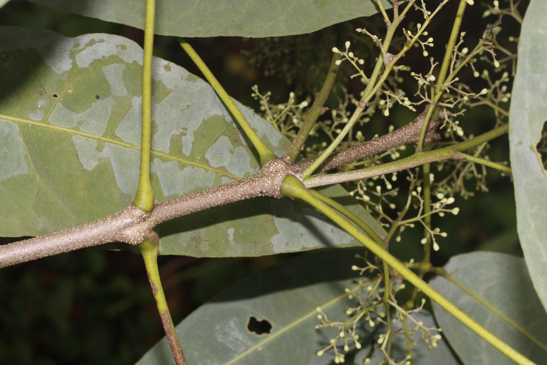 Amyris brenesii flower