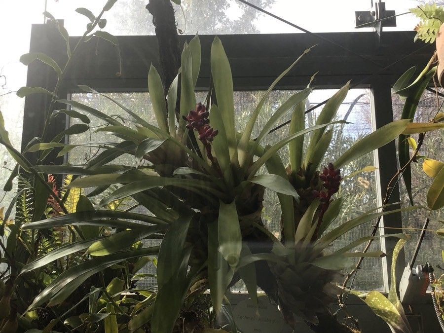 Aechmea weilbachii — search result for 'Aechmea'